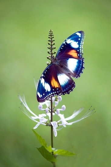 Photo:  common eggfly butterfly 